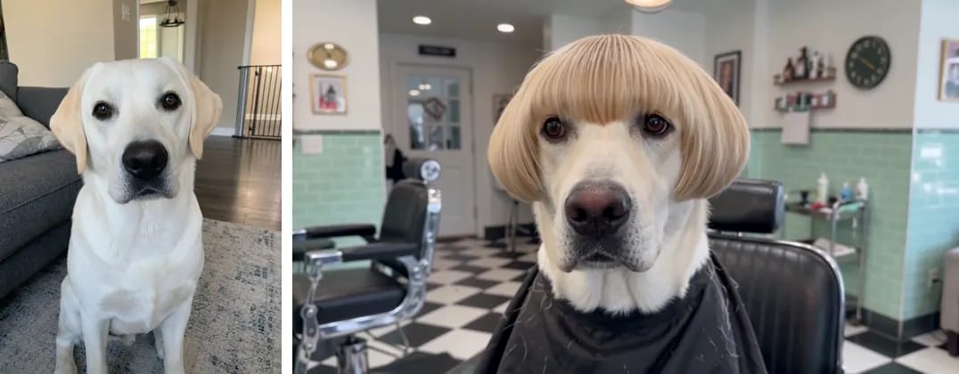 白いラブラドールの写真と、マッシュルームカットになった動画の仕上がりを並べたもの