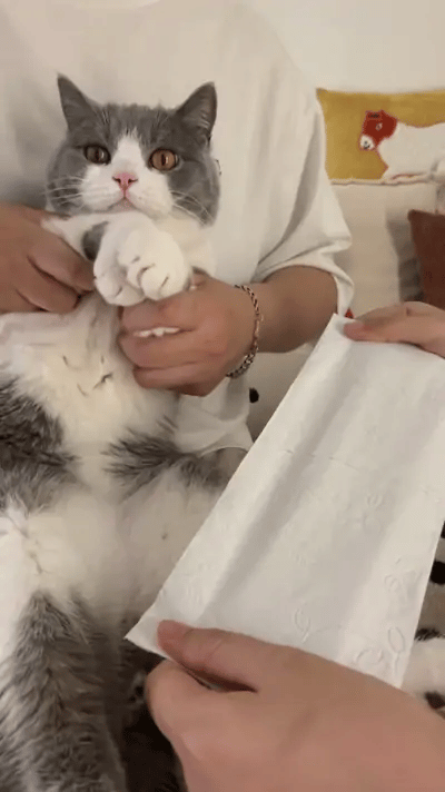 Un British Shorthair bloqueando con las patas delanteras