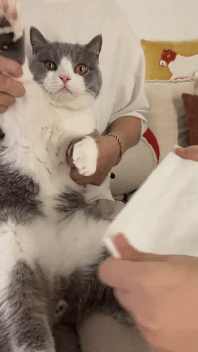 Un British Shorthair en el regazo de su dueño partiendo un pañuelo por la mitad