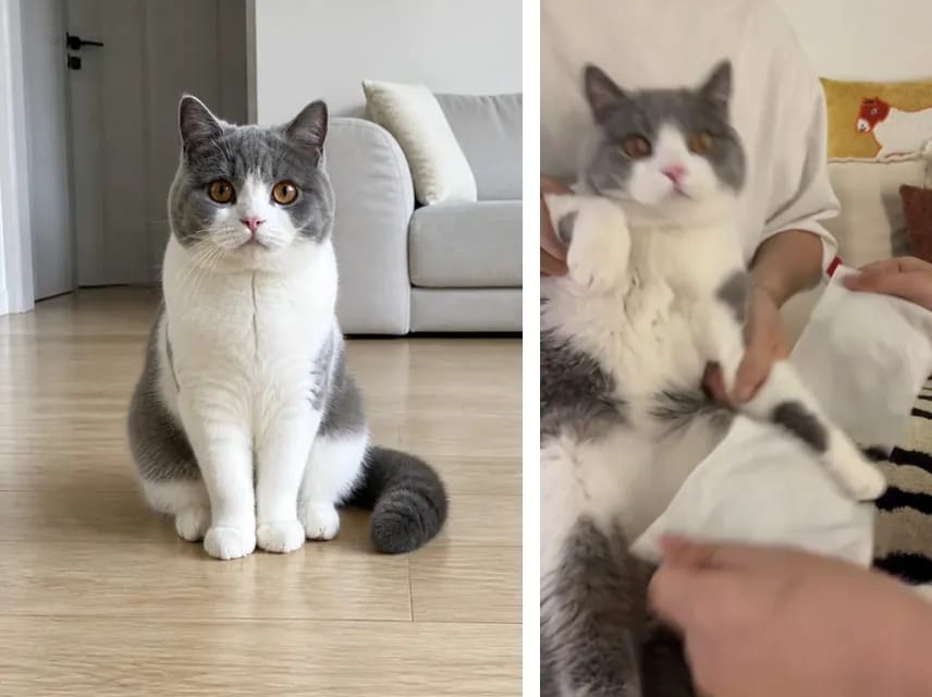 Foto de cuerpo entero de un British Shorthair junto a un fotograma del resultado karate cat