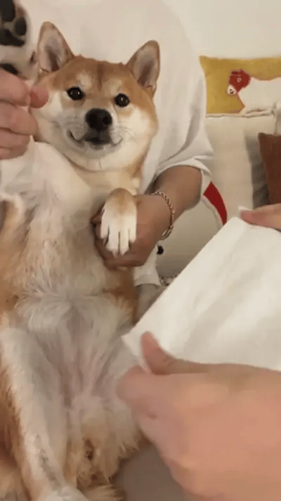 Un Shiba Inu en el regazo de su dueño partiendo un pañuelo
