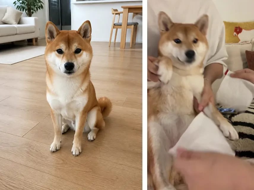 Foto de cuerpo entero de un Shiba Inu junto a un fotograma del video terminado